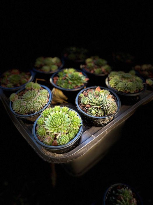 Cadouri verzi , plante suculente