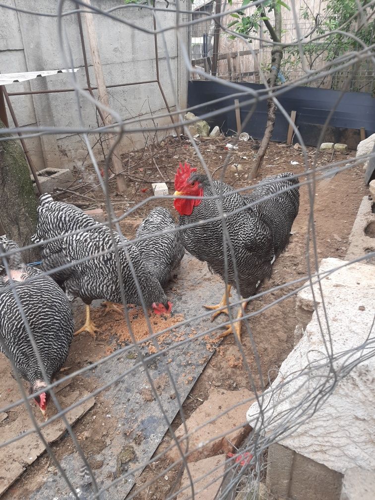 Vând familie de găini playmouth rok barat