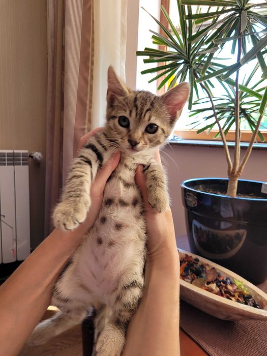 Adoptie pui de pisica de 3 luni VACCINATI DEPARAZITATI