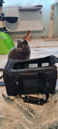 Cusca/Geanta pliabila  transport pisici omologata IATA pentru avion No