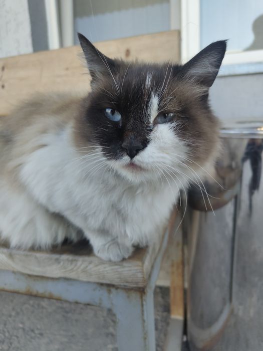 Кошка беременная