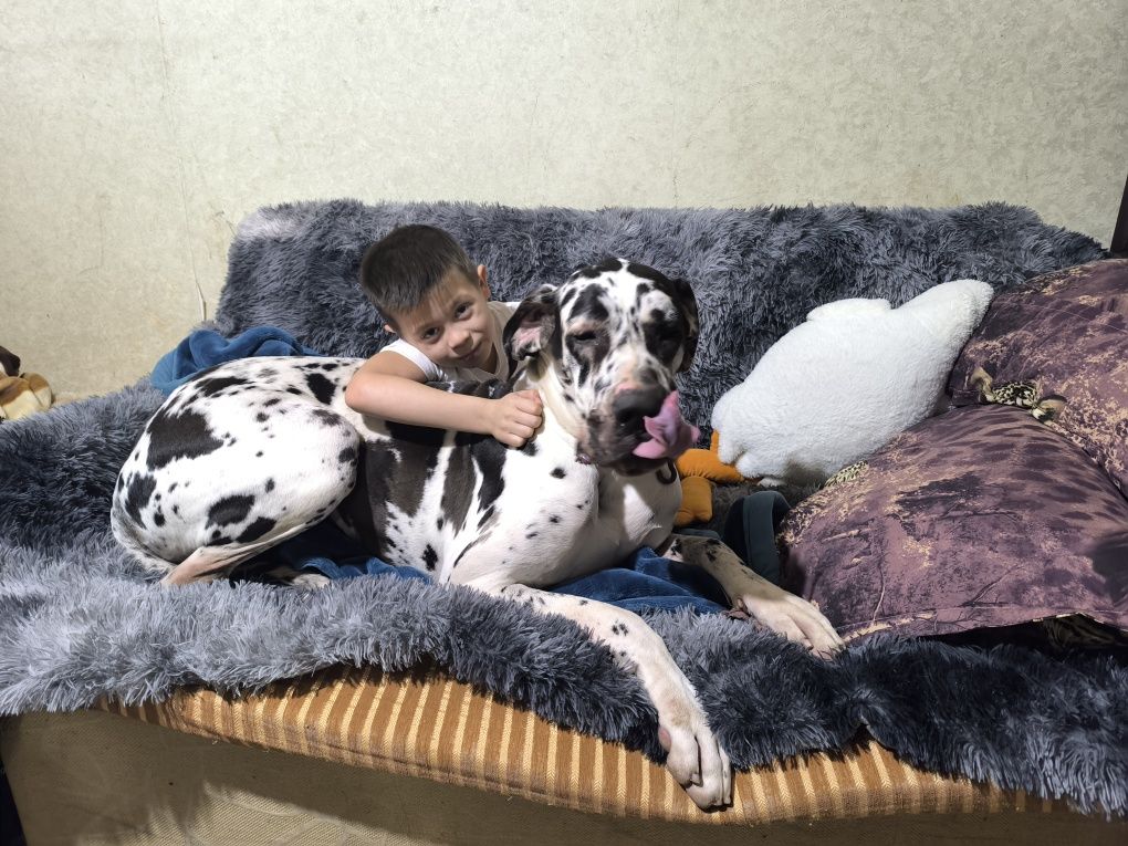 Временное содержание вашего любимца во время вашего отпуска