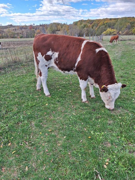 Bălțată Românească 7 luni