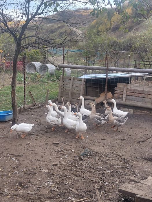 Gâște de vânzare,90 lei bucata sau 250 lei familia(3 bucăți)