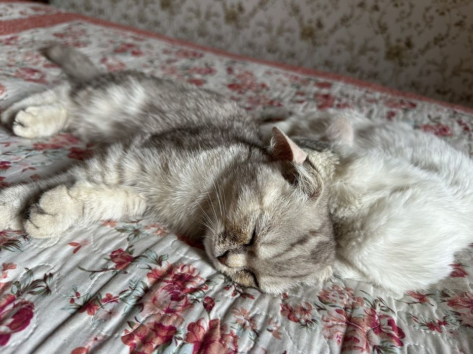 Продаётся кошка Пародистый