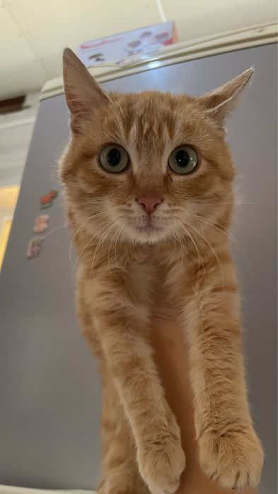 Отдам котят бесплатно