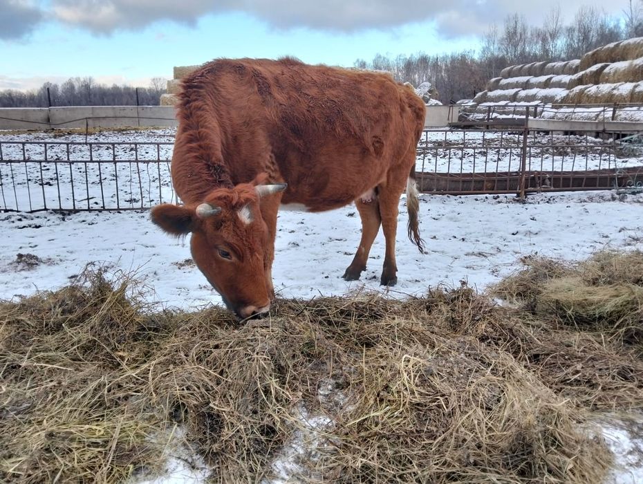 Продам мясо, говядина