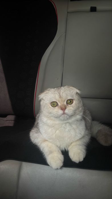 Кошка скотиш фолд (окрас шиншилла)