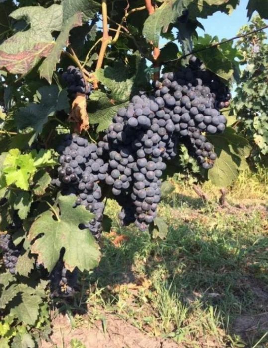 Vând struguri de vin