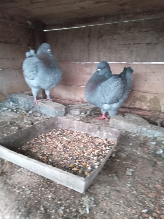 Kingi perching tineri