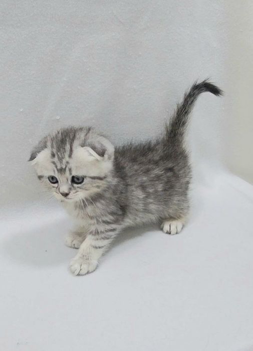 Шотландский Скотиш фолд девочка