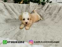 Vand pui Maltipoo parti color