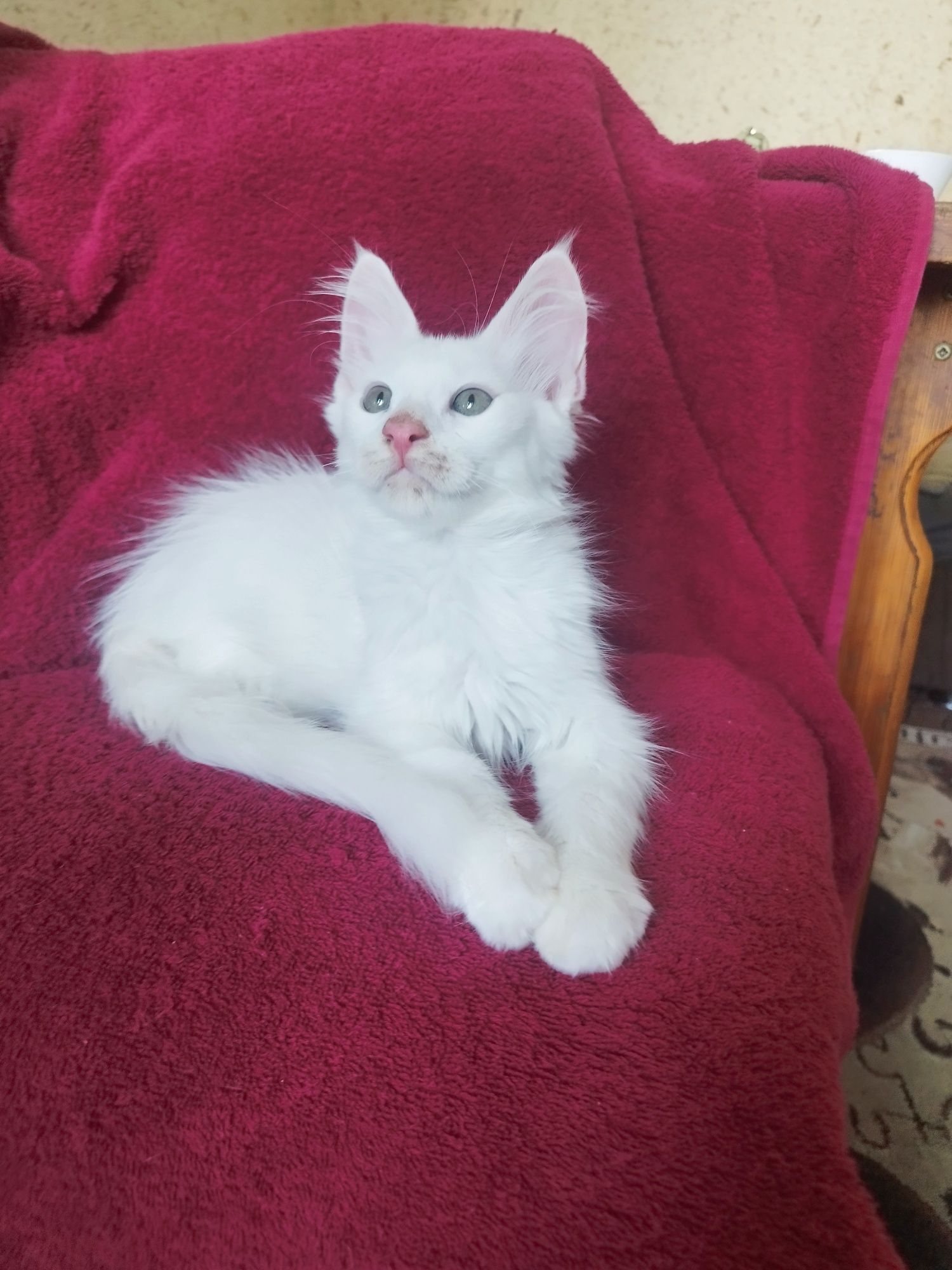 Котята майн куна