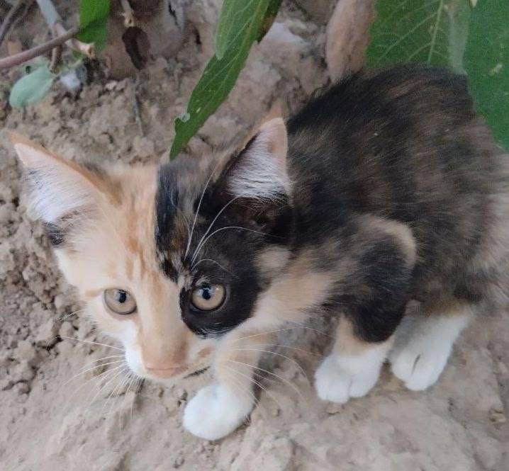 Котята ждут свои семьи!