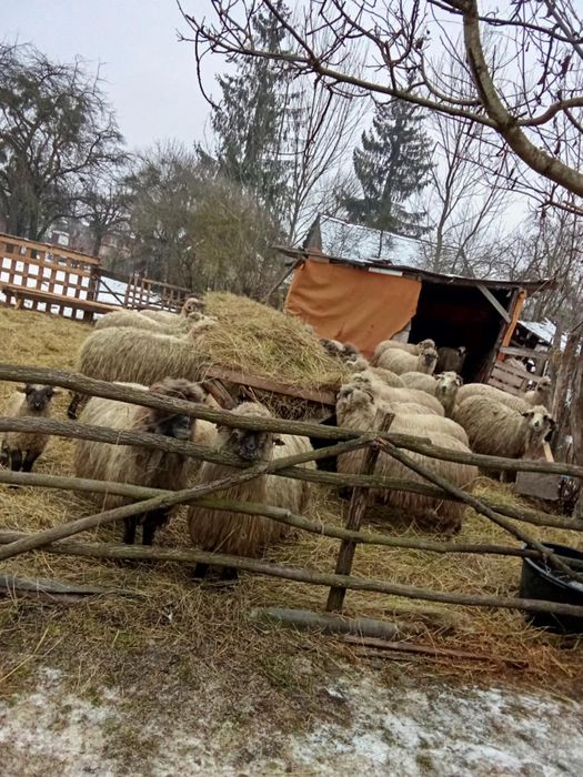 Vand oi mioare si stramioare bucati 20