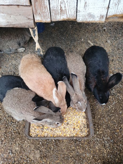 Iepuri de vânzare – 25-50 lei | Județul Arad