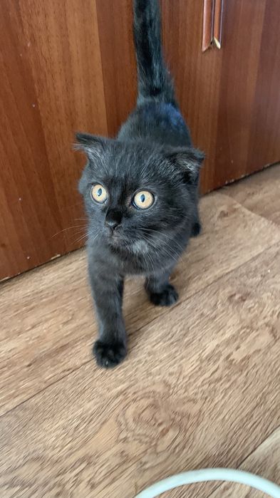 Продам кошку вислоухою