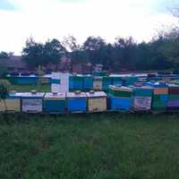 Familii de albine de vanzare(cu tot cu lada)