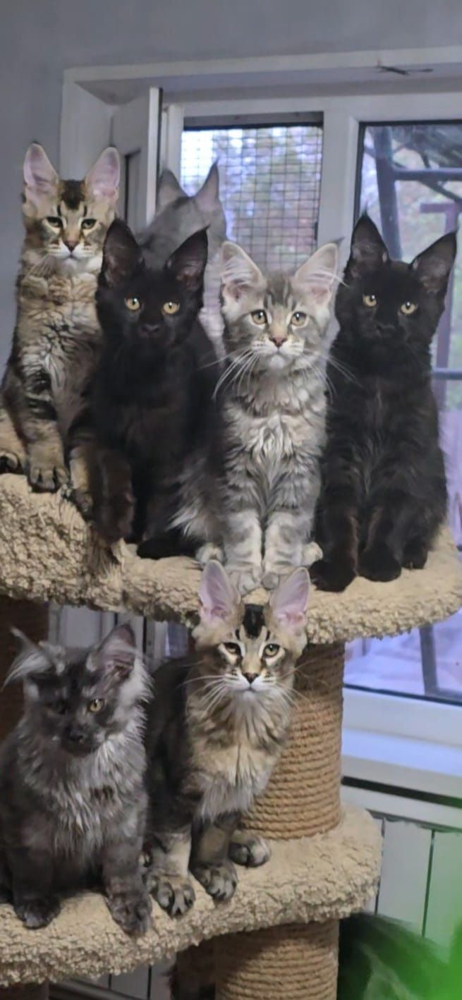 Котята мейн-куны
