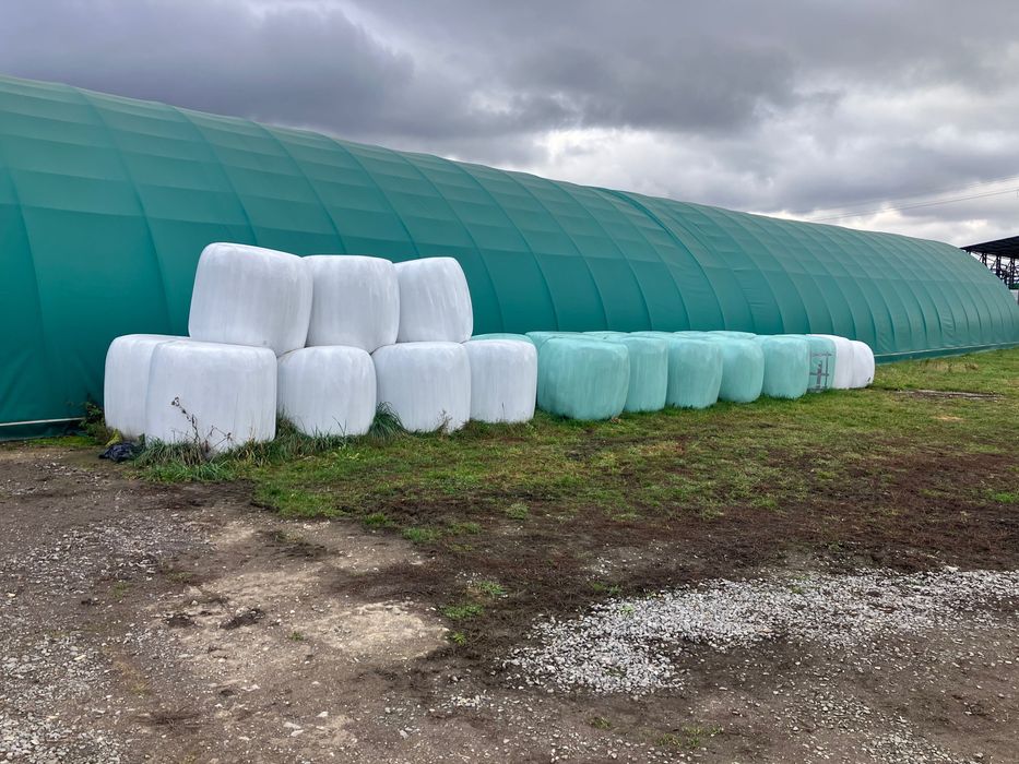 Baloti  lucerna infoliati