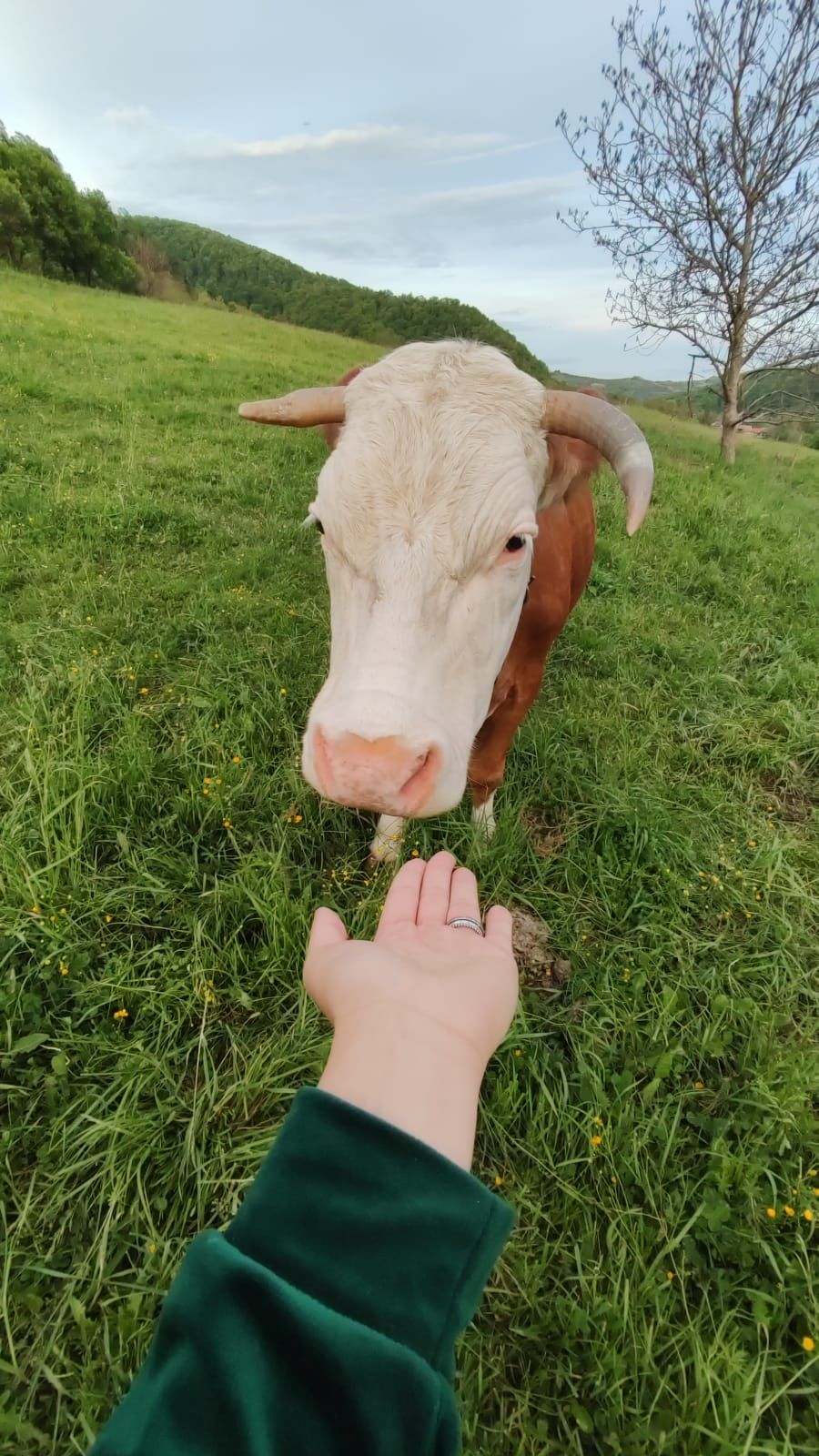 Vând vacă a făta