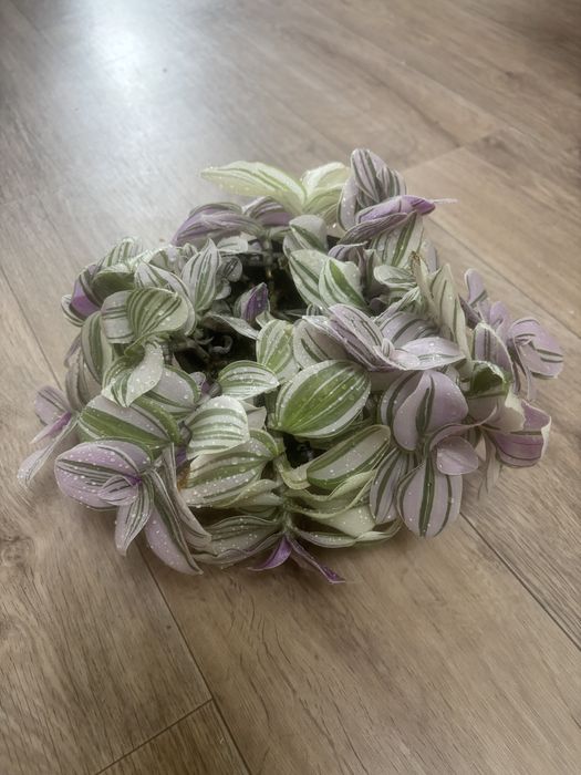 Традесканция белоцветковая “Pink Hill”