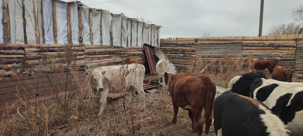 Продам телок годовалых