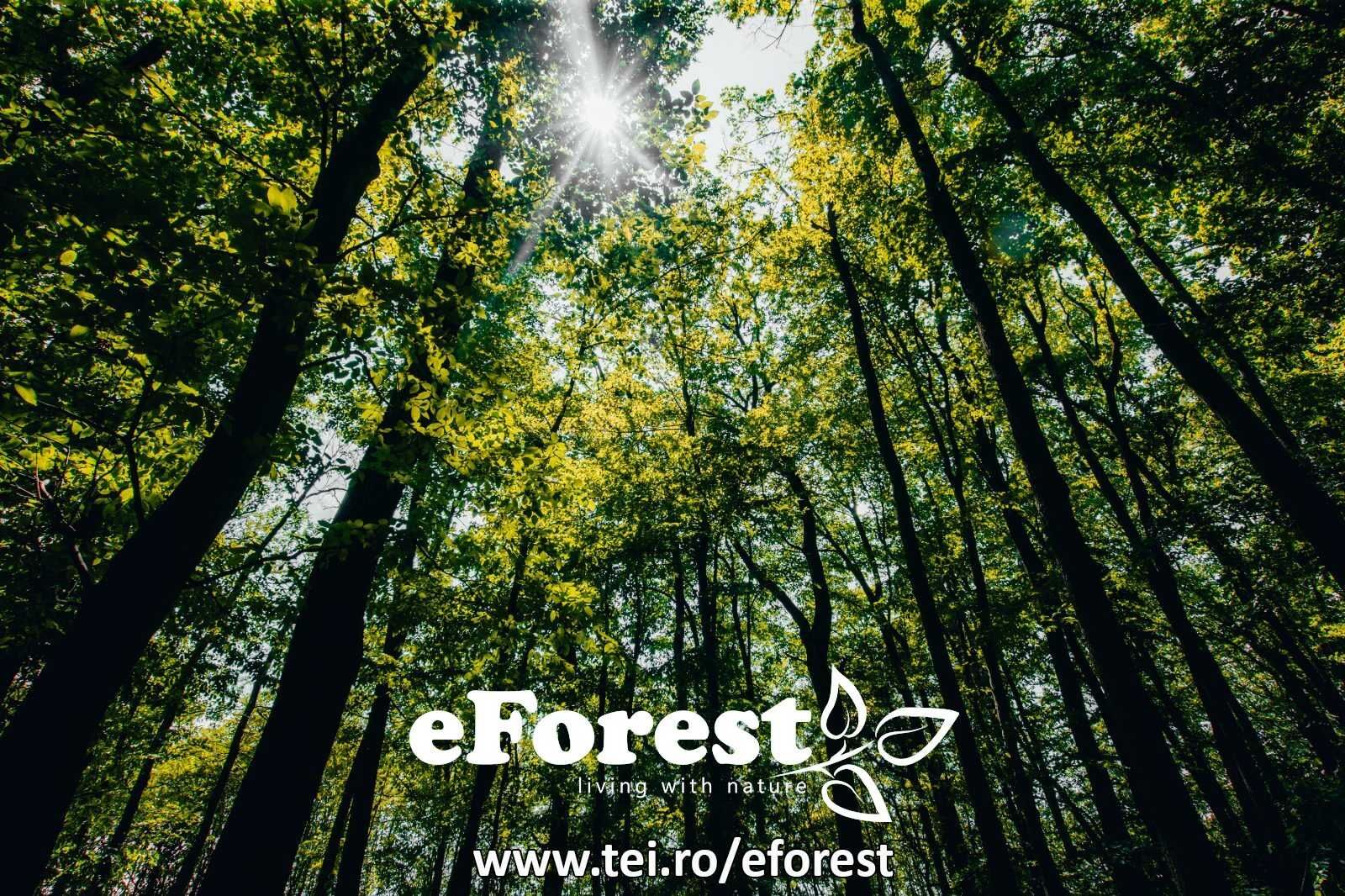 eForest 2 , direct din DN1A, loturi la liziera padurii