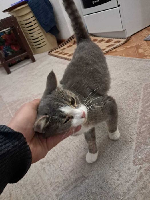 Котенок ищет дом!