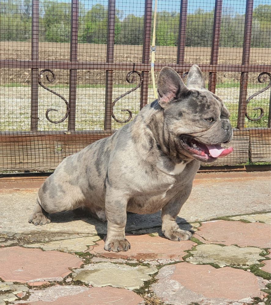 Bulldog francez merle