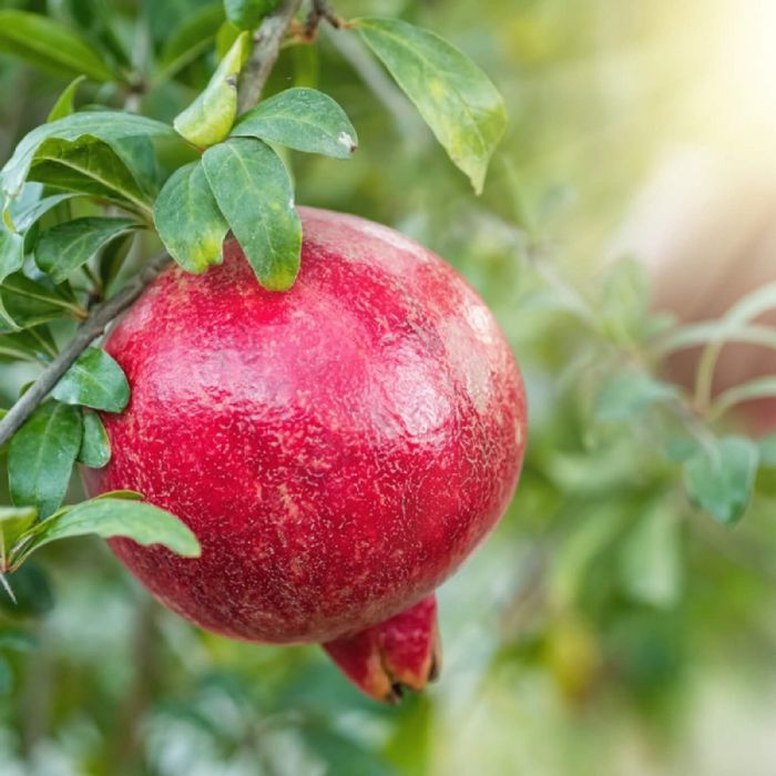 Rodiu punica granatum