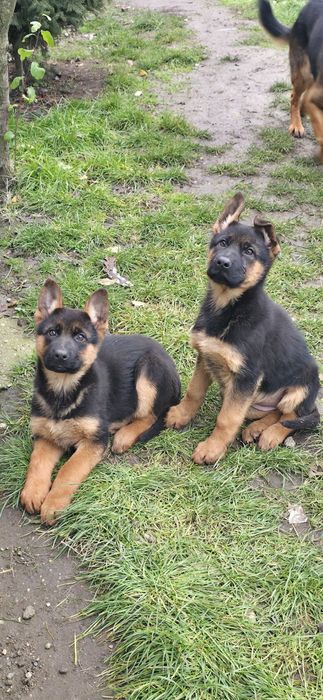 Ciobanesc german- femela, 2 luni