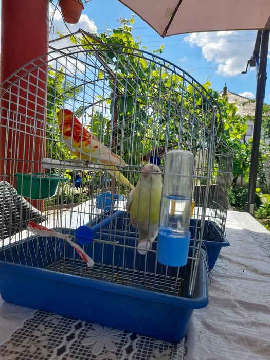 Papagali cantatori si perusi