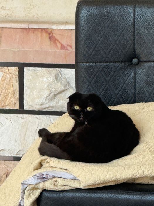 Mushuk 1  yosh 1 marta tuqqan