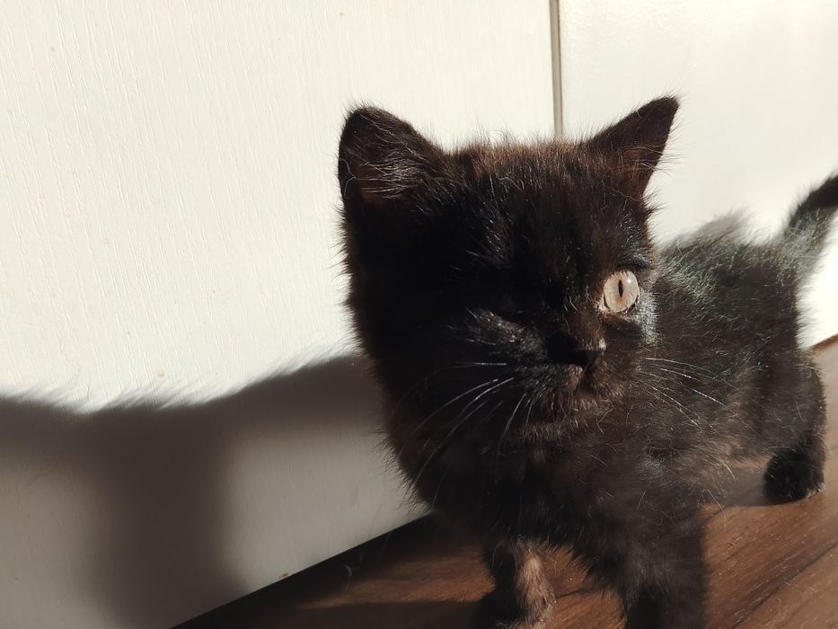 Отдам девочку британку чёрного окраса.