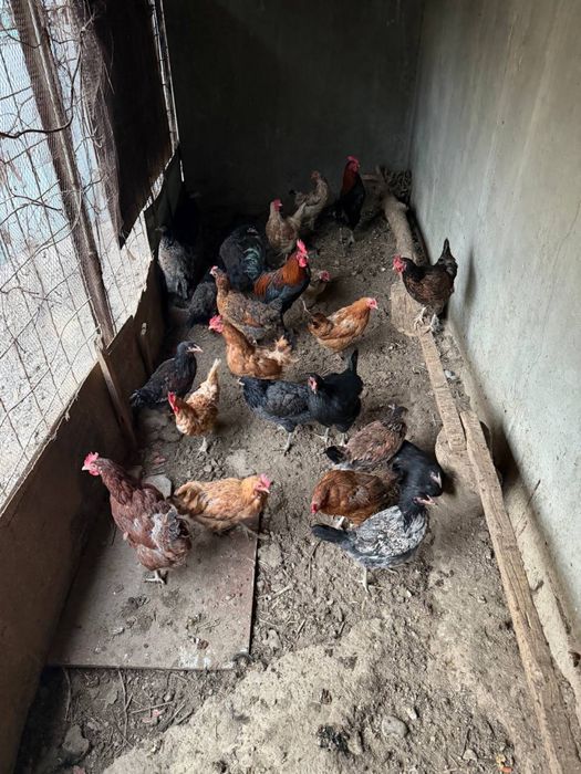 ТОВУК 21 дона ХУРОЗ 2 дона СОТИЛАДИ!