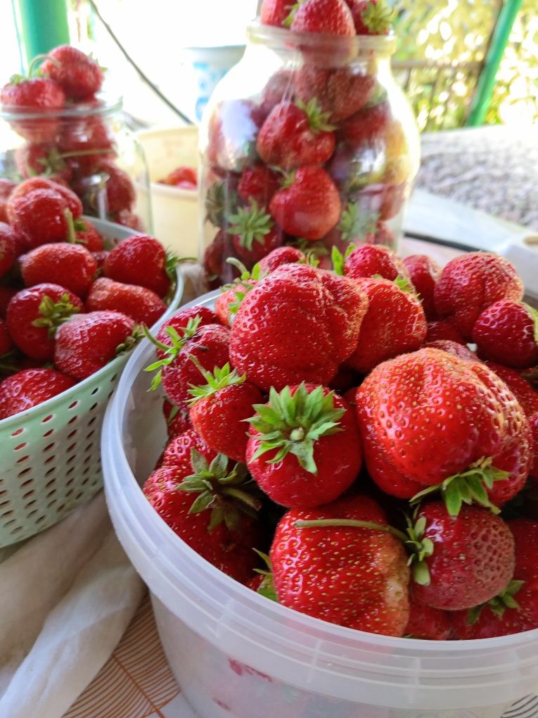 Продам клубнику дачную!