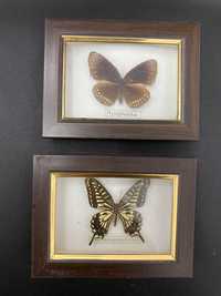 2 tablouri fluture insectar Nymphalidae Orange Hewtson