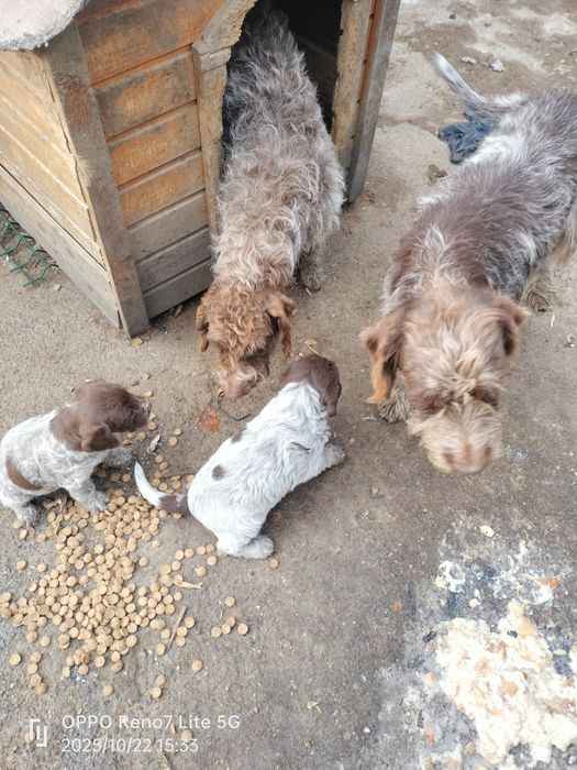 Că[ei rasa Brak Lagoto