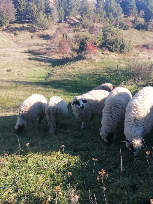 Miei de vânzare 17 lei kg.