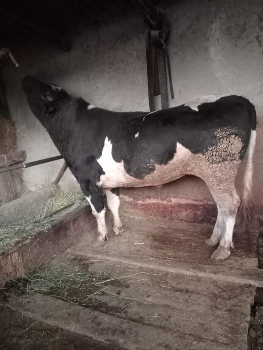 Бык 2 года в майе 3 года будет пародный на каров на породу хорошый