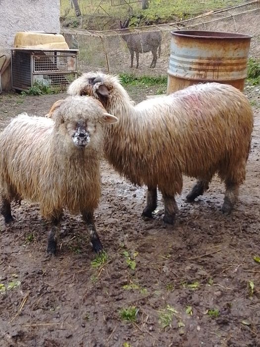 Vând 2 miele țurcane