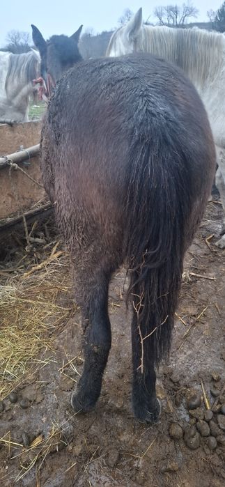 Vand manz de 8 luni mai multe detalii in privat