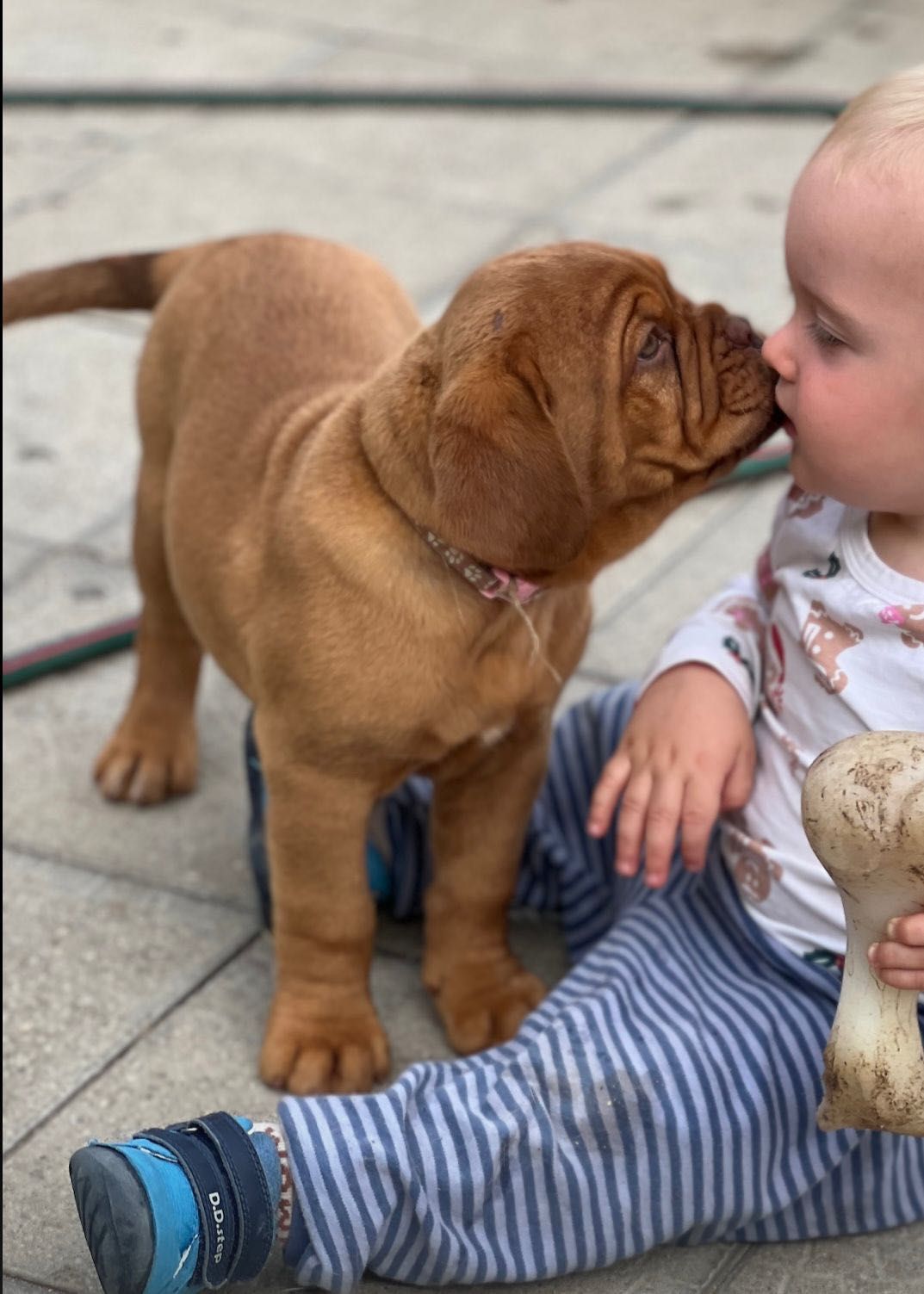 Бордоско дог (Bordeaux Dog / Dogue de Bordeaux):