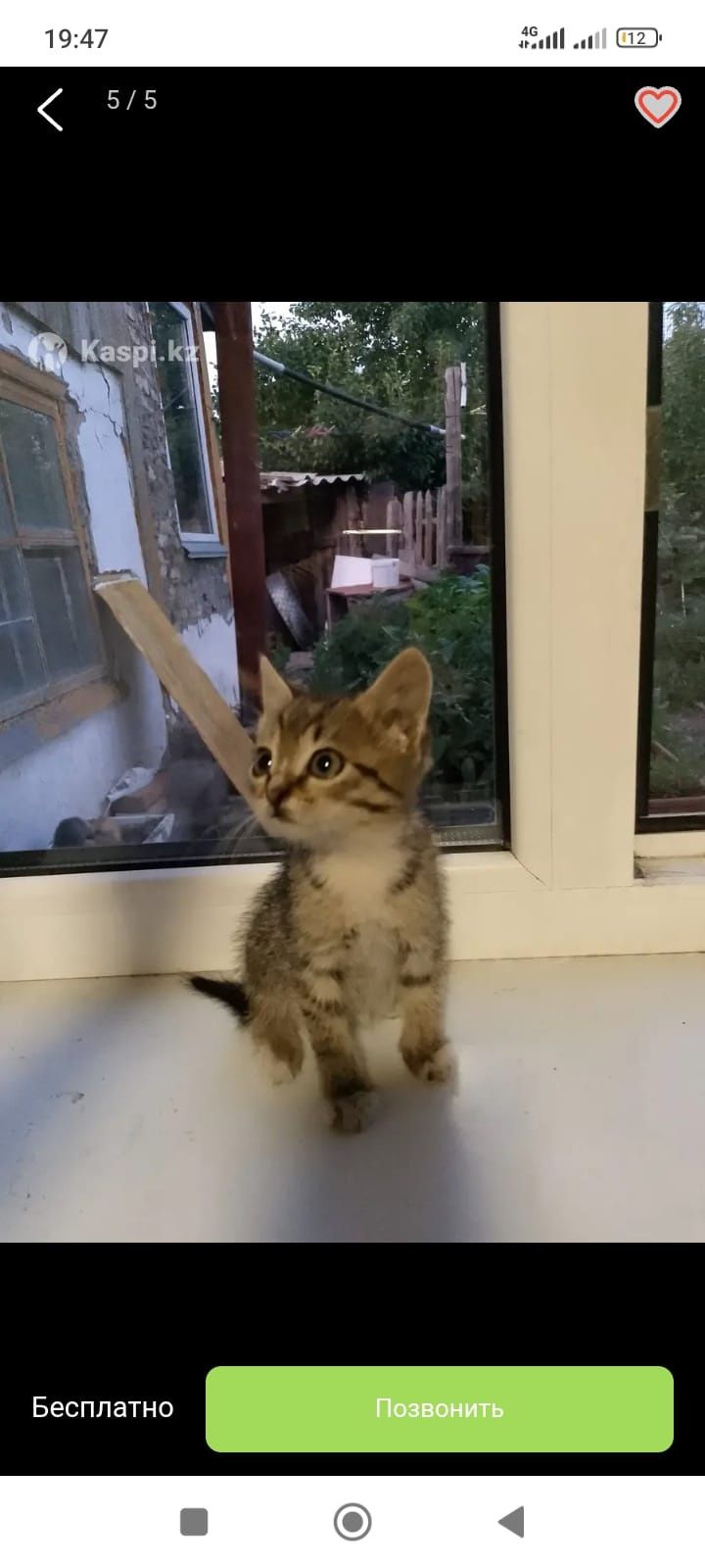 Котята бесплатно