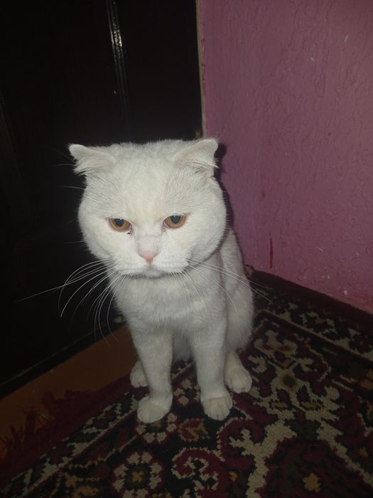 Продаётся домашная кот
