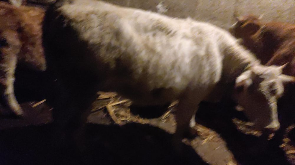 Vand vacii tinere mai multe detali la telefon