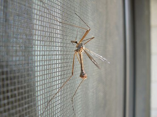 Мучают комары в доме? Фирменная москитная сетка защитит вас.!