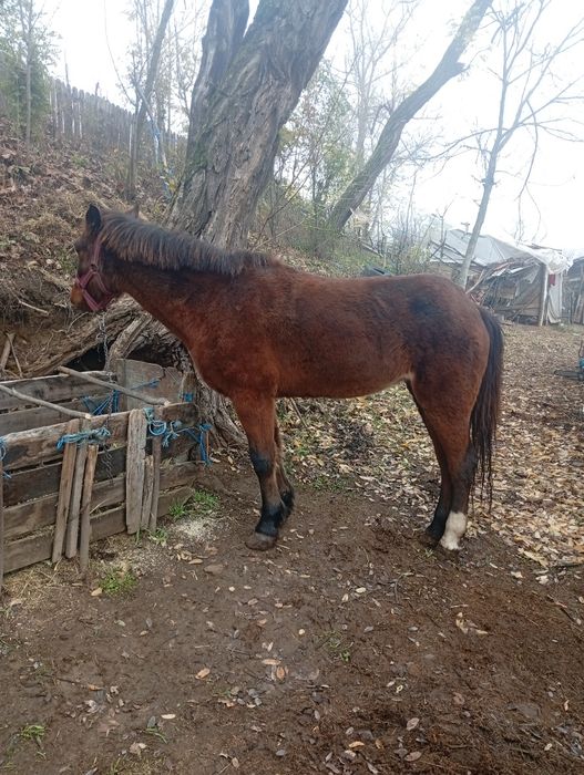 Vând sau schimb iapa bună de căruță