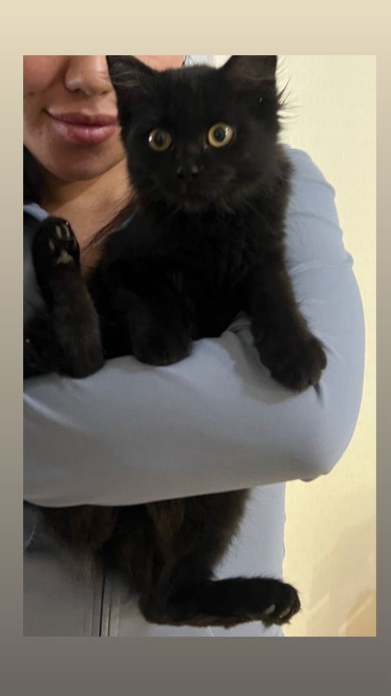 Котенок девочка